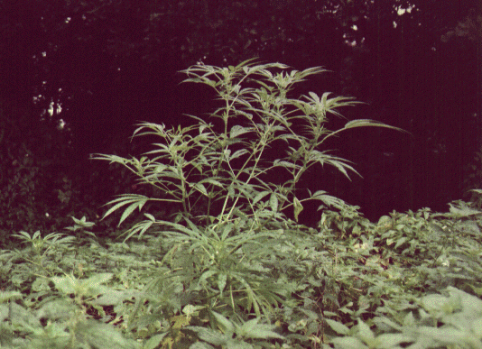 Cannabis sativa8.gif